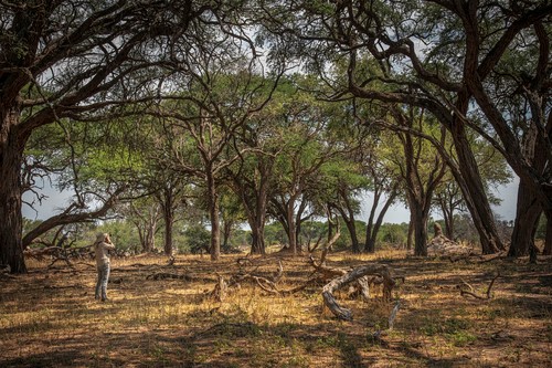 Artist Sandra LaForge in the Savannah, Photography Credit: Cree Bol