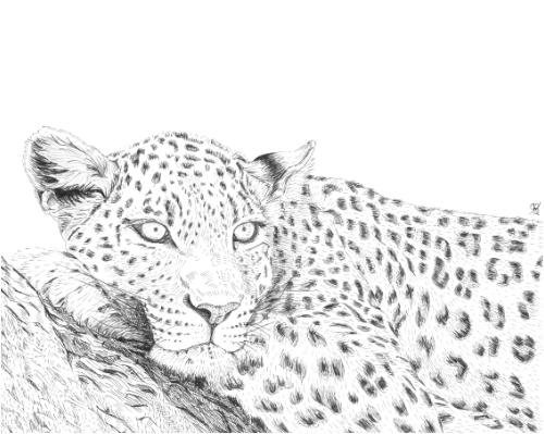 leopard portrait by Rebecca Bosch