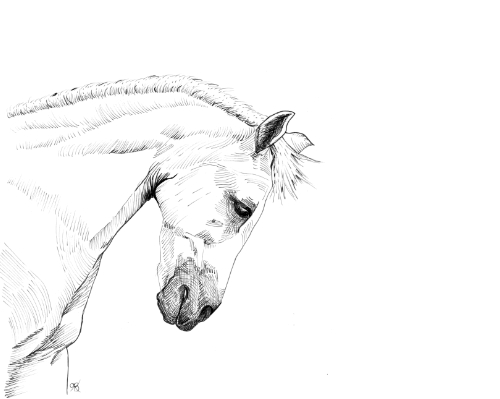 horse portrait by Rebecca Bosch