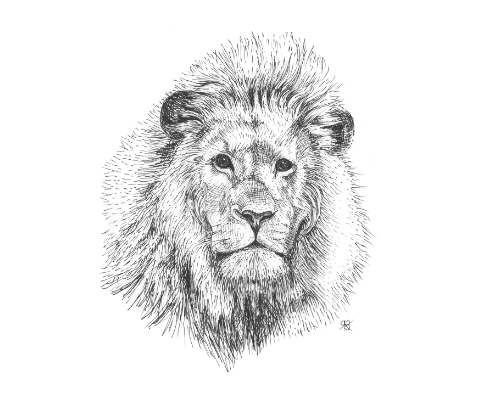lion portrait by Rebecca Bosch