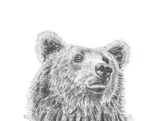 bear portrait by Rebecca Bosch