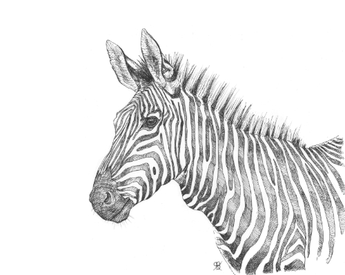 zebra portrait by Rebecca Bosch