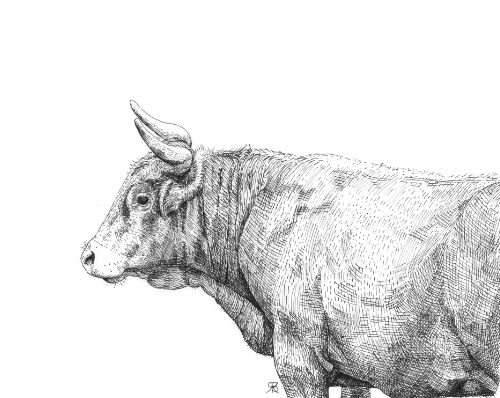 ox portrait by Rebecca Bosch