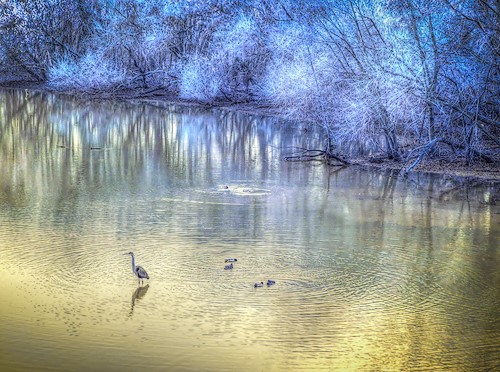 photography of a heron by Roberta Kayne