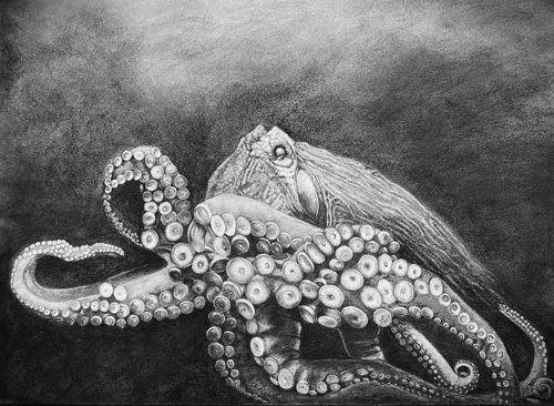 charcoal octopus portrait by Linda Harrison-Parsons