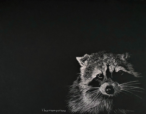 raccoon drawing by Linda Harrison-Parsons