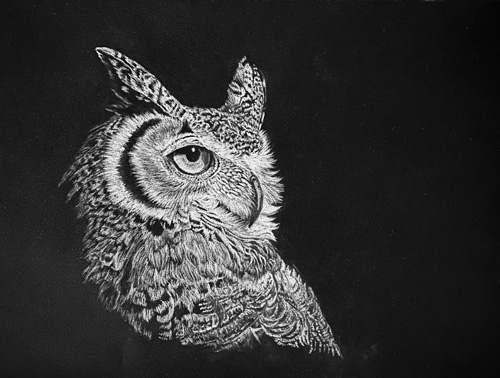charcoal owl portrait by Linda Harrison-Parsons
