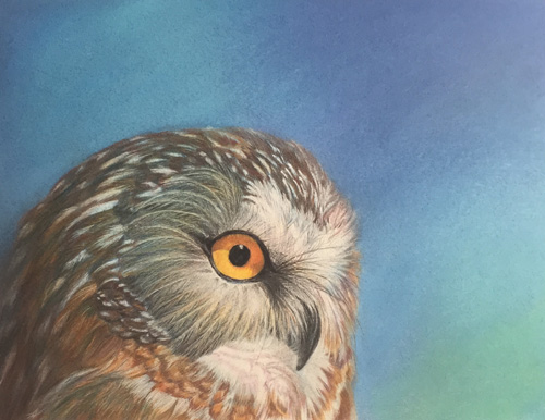 pastel portrait of an owl by Linda Harrison-Parsons
