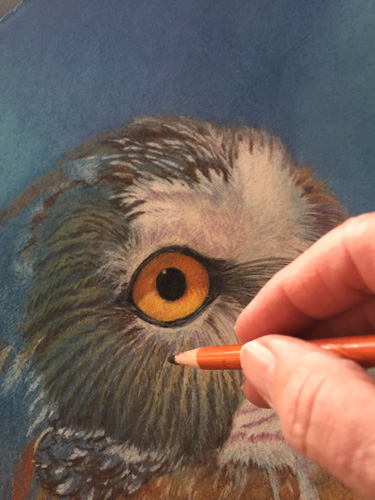 "Waiting" artist Linda Harrison-Parsons working on the saw whet owl portrait in pastel