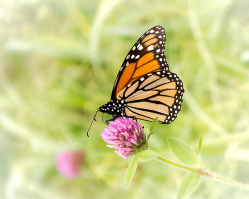 butterfly photograph by Page Morahan