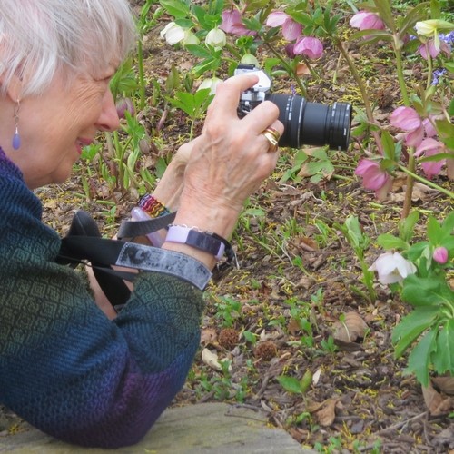Artist Page Morahan photographing Hellebore