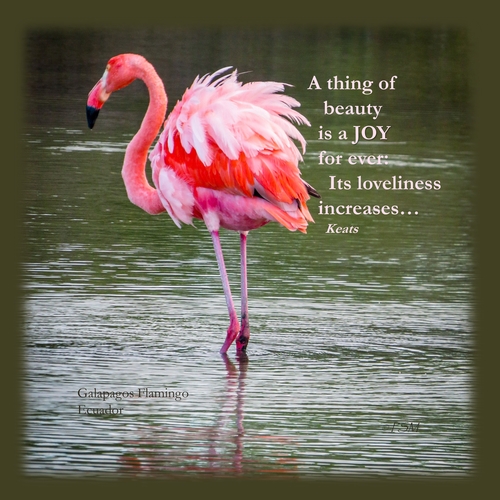 flamingo photograph by Page Morahan