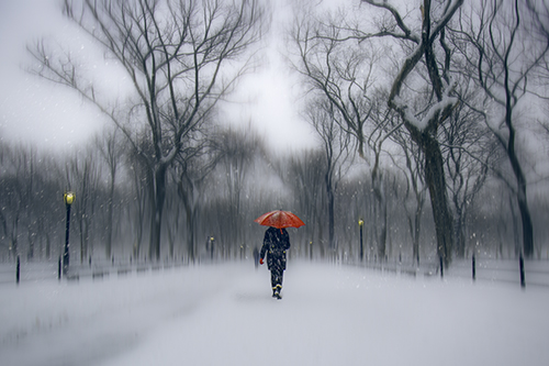 Central Park photography by Adam Hong