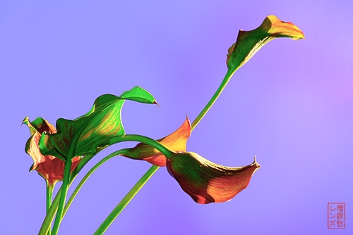 floral photography by David Tulbert