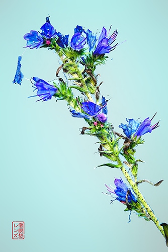 floral photography by David Tulbert