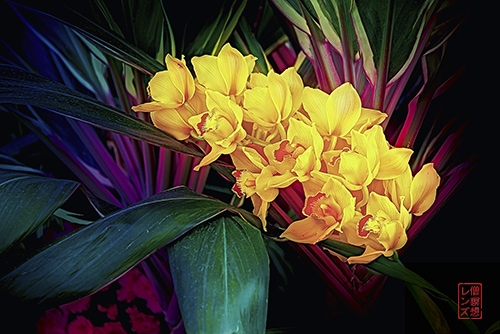 floral photography by David Tulbert