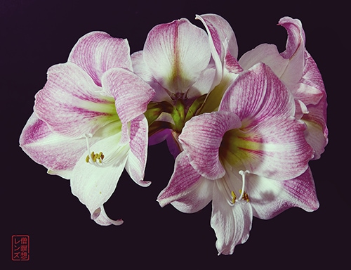 floral photography by David Tulbert