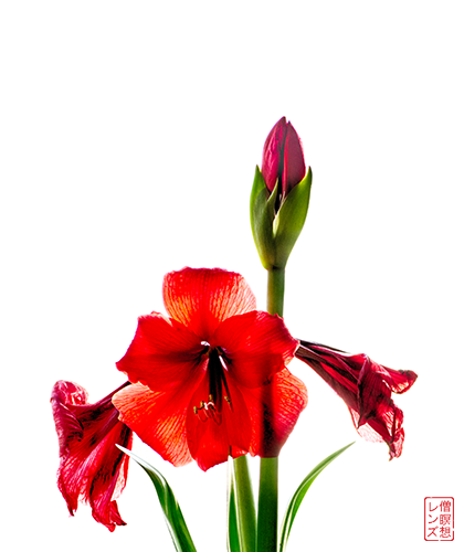 floral photography by David Tulbert