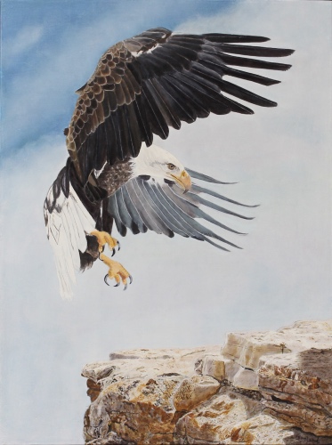 Eagle portrait by Jacqueline England