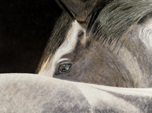 horse portrait by Jacqueline England