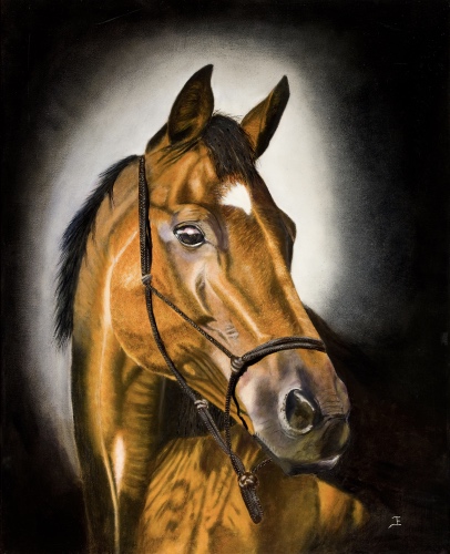 horse portrait by Jacqueline England