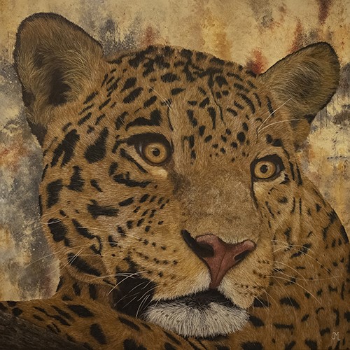 Leopard portrait by Julie Morel