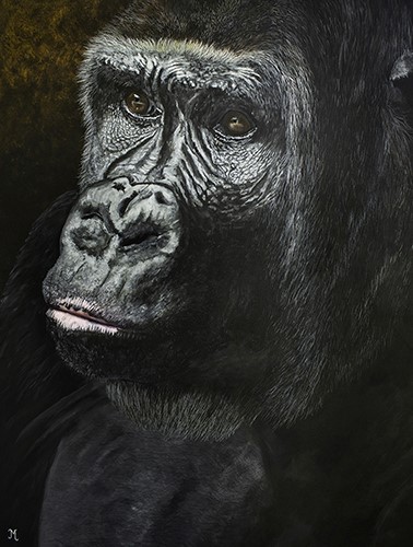gorilla portrait by Julie Morel