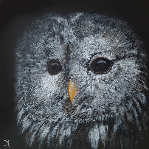 snowy owl portrait by Julie Morel