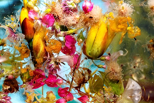 floral photography by Nila Onda