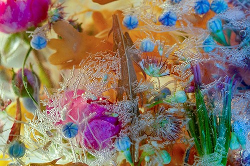 floral photography by Nila Onda
