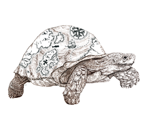 pen and ink drawing of a turtle by Sarah Jean Holt