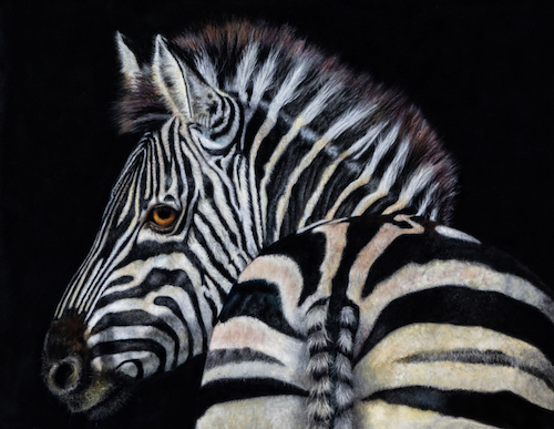 pastel of a zebra by Holly Cannon