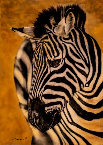 pastel of a zebra by Holly Cannon