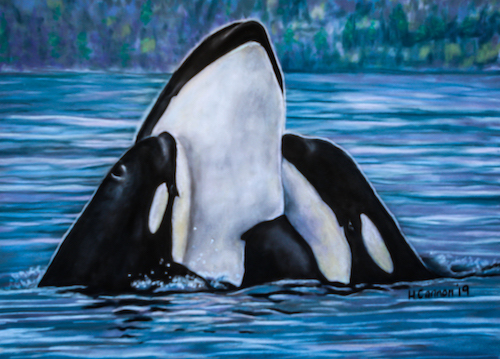 pastel of orcas by Holly Cannon