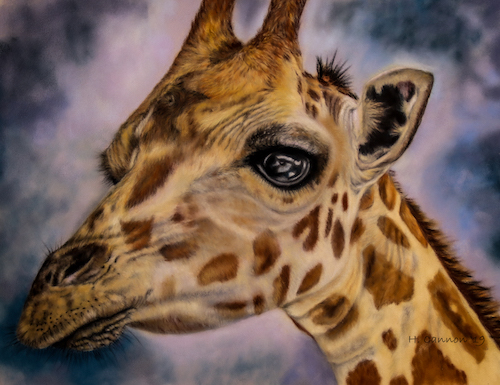pastel of a giraffe by Holly Cannon