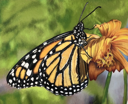 pastel of a Monarch butterfly by Holly Cannon