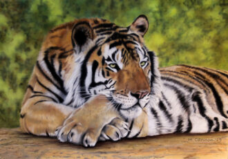 pastel of a tiger by Holly Cannon