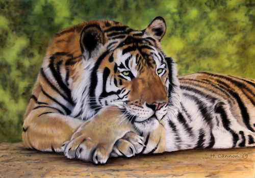 pastel of a tiger by Holly Cannon