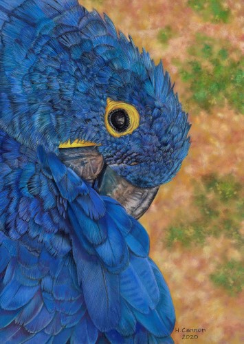 pastel of a macaw by Holly Cannon