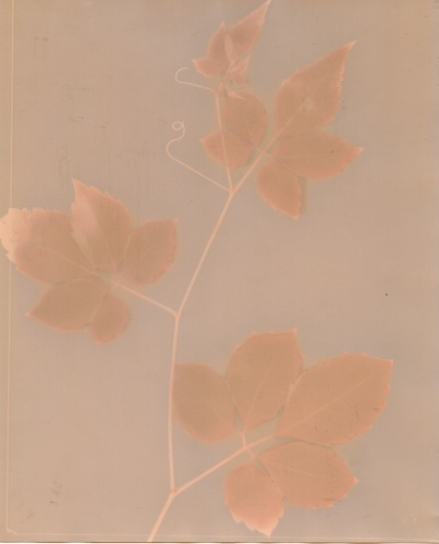 botanical lumen print by Natasha Sanchez