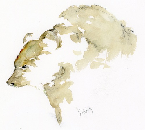 watercolor of a brown bear by Alex Tolstoy