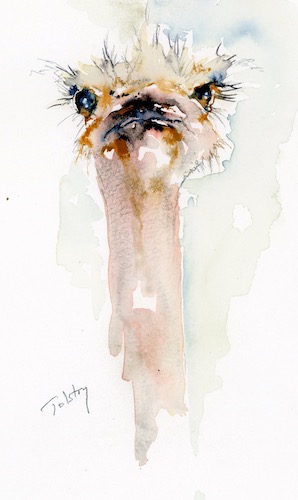 watercolor of an ostrich by Alex Tolstoy
