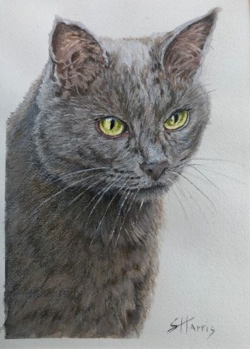 Ritratto di gatto grigio di Sandra Harris