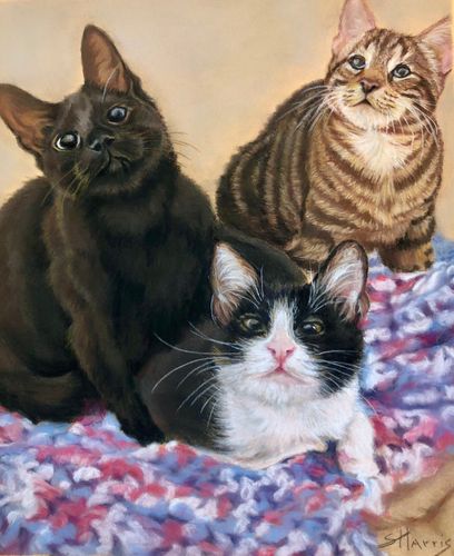 cat portrait by Sandra Harris