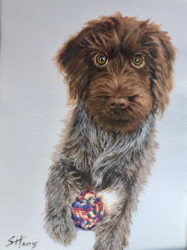 dog portrait by Sandra Harris