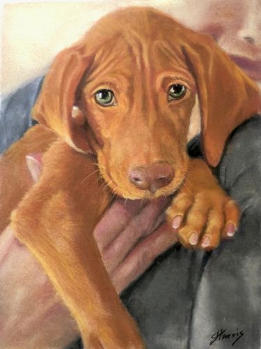 dog portrait by Sandra Harris