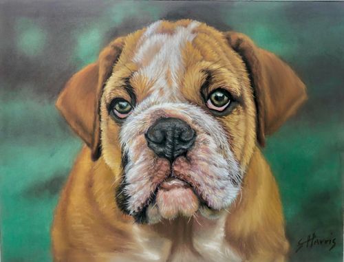 dog portrait by Sandra Harris