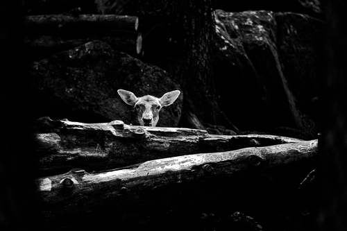 fotografia di animali in bianco e nero di Mark Basterfield