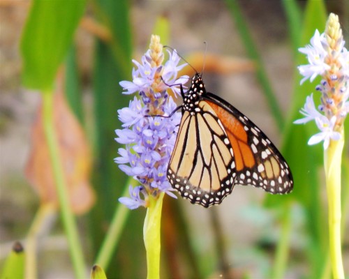 photograph of a butterfly by Amanda Robinson