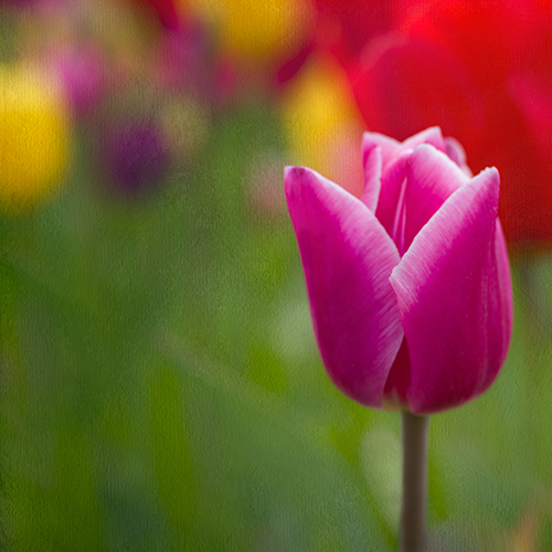 fotografia floreale di Sheryl Ball